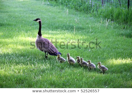 Foto stock: Mother Goose Leading Goslings In The Wild