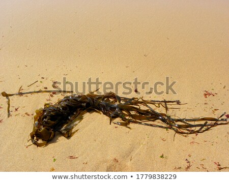 Stok fotoğraf: Sand And Green Plants In Tropical Portugal