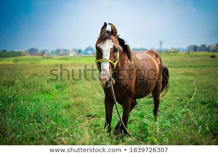 ストックフォト: Indian On Horse On Rope