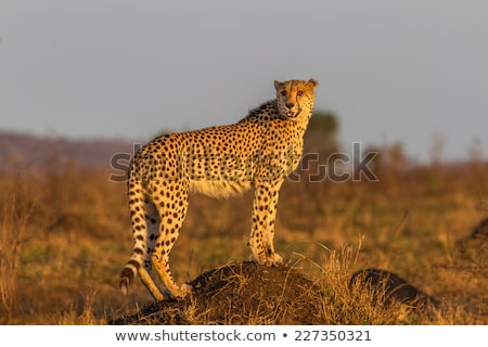 Stok fotoğraf: Cheetah In The Kruger National Park South Africa