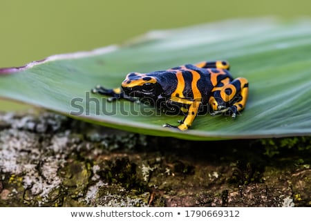 Stockfoto: Rain Forest Tropical Theme With Colorful Frog