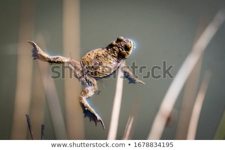 Foto d'archivio: Common Toads Mating