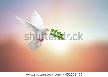 Foto stock: Dove With Olive