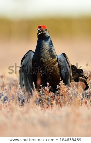 Stock fotó: Aggressive Black Grouse In Mating Season