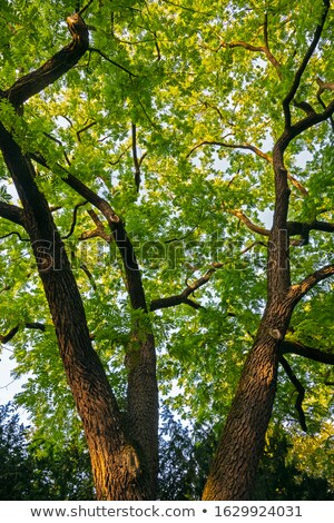 Abstract Treetop Of A Gleditsia Tree Zdjęcia stock © manfredxy