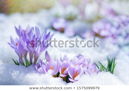 Foto stock: Spring Crocus Flowers