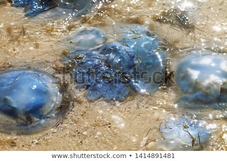 Dead Jellyfish Stockfoto © Lizard