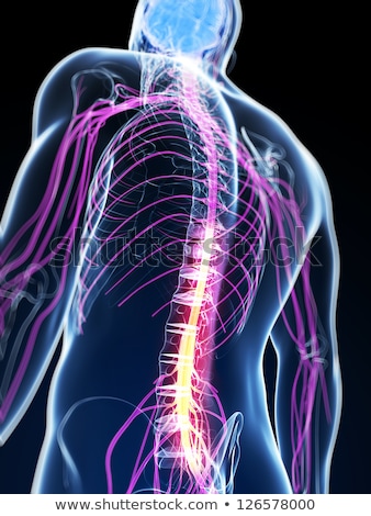 Stok fotoğraf: 3d Rendered Illustration Of The Spinal Cord