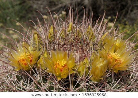 Foto stock: Barrel Cactus In Full Bloom