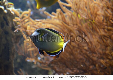 Stock fotó: Ttropical Freshwater Aquarium With Fishes