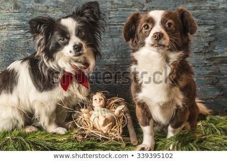 ストックフォト: Baby Jesus And Two Dogs