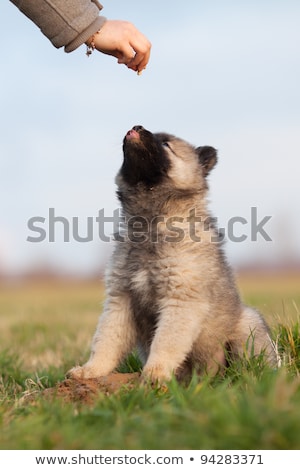 [[stock_photo]]: Puppy Longing For A Treat