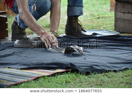 Stock fotó: King Cobra Attacks Man