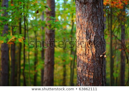 Stock photo: Pine Tree Forest In Autumn October Afternoon