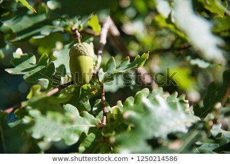 Zdjęcia stock: Oak Tree Branch Acorn Nut As Beautiful Autumn Season Background