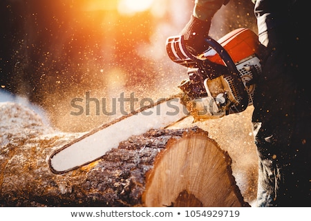 Stockfoto: Machine Sawing Pine Trees In Forest