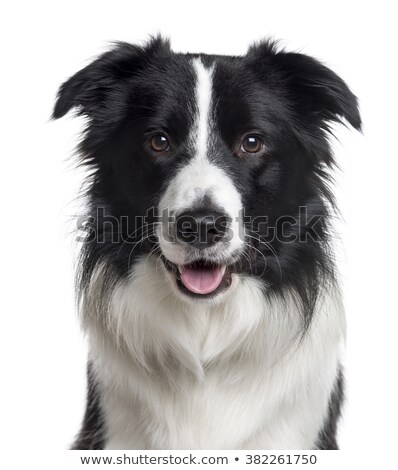 Сток-фото: Border Collie Portrait In White Studio