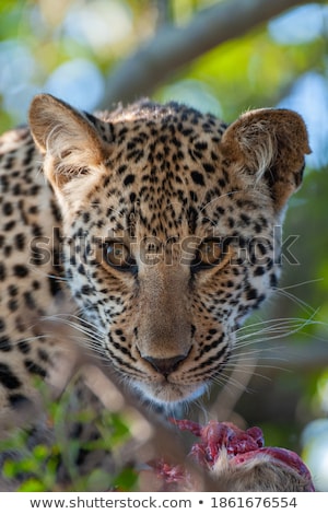 Stock fotó: Leopard With A Duiker Kill