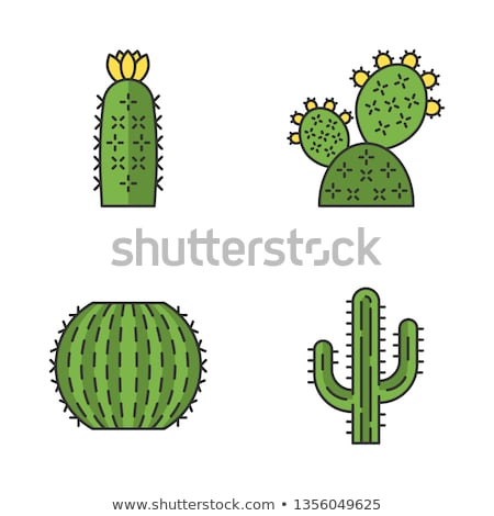 [[stock_photo]]: Ronc · de · cactus