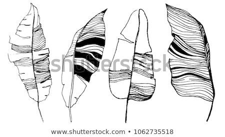 ストックフォト: Vectorized Ink Sketch Of Leaves