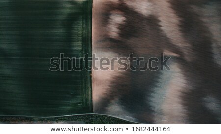 Foto stock: Aerial View Of Cultivated Corn Field Furrows Drone Pov