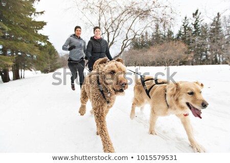 Foto stock: Canicross Woman Group Sled Dogs Pulling In Winter Season
