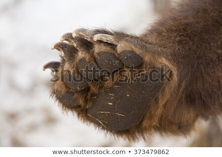 [[stock_photo]]: Gray Bear Paw With Claws