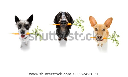 Foto stock: Couple Team Of Dogs With Healthy Vegan Carrot In Mouth