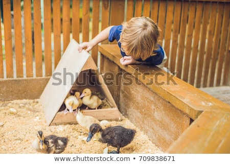 Foto d'archivio: Toddler Boy Caresses And Playing With Ducklings In The Petting Zoo Concept Of Sustainability Love