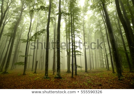 Stock photo: Mystery Woods As Wilderness Landscape Amazing Trees In Green Forest Nature And Environment