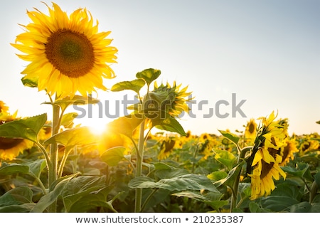 Stockfoto: Sunflowers In Field And Blue Clear Sky