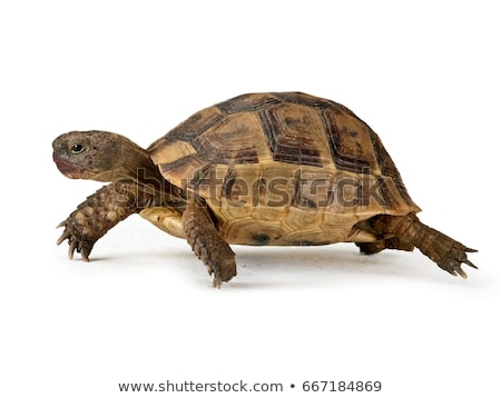 [[stock_photo]]: Turtle Head