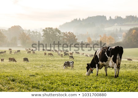 Stock photo: Cows Red And Black In Dutch Landscape