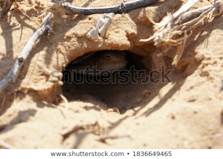 Сток-фото: Desert Lizard