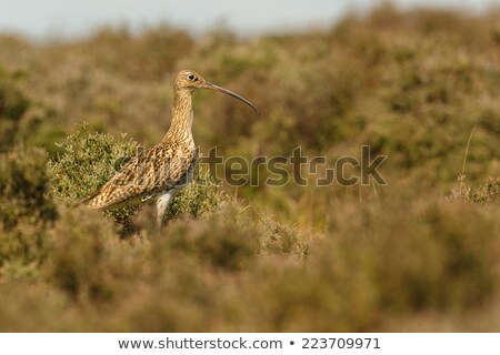 [[stock_photo]]: Yorkshire Moorland