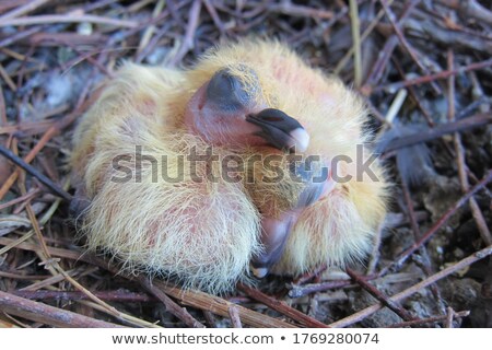 Сток-фото: The Sleeping Little Dove