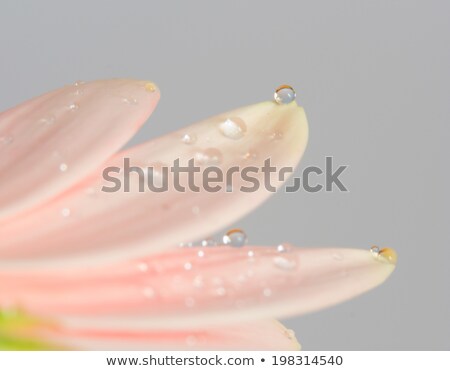 Stock photo: Overlap Of Delicate Petals Of Gerbera Daisy