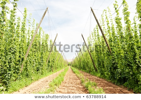 Stock photo: Hops Garden Czech Republci