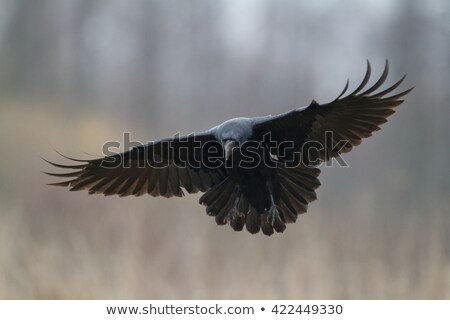 [[stock_photo]]: Black Raven In Moonlight Perched On Tree Scary Creepy Gothic Setting