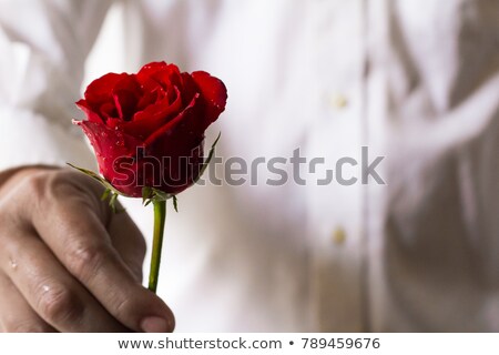 Foto stock: Hand Holding Red Roses With Water Drops