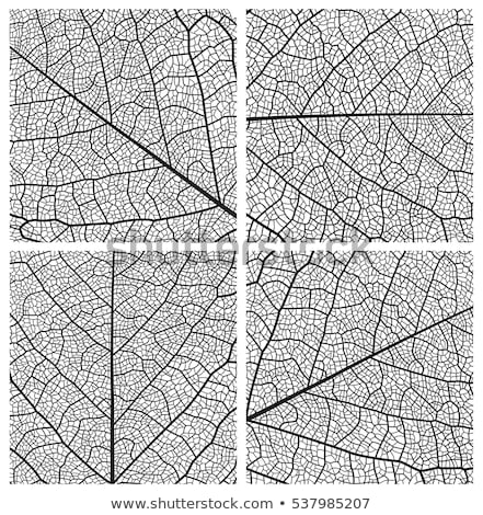 Stock fotó: Structure Of A Leaf