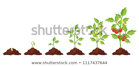 [[stock_photo]]: Tomato Seedling