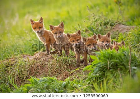 Stock photo: Red Fox Cub