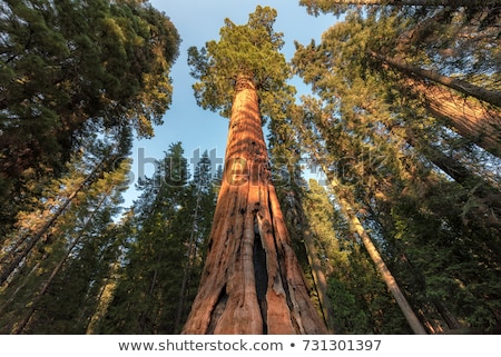 Stock photo: California Redwood Sequoia Sempervirens