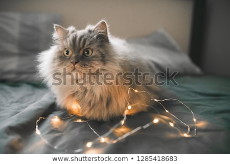 Foto stock: Close Up Of Adorable Grey Cat Looking To Side