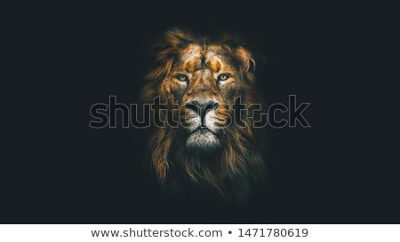Foto stock: Lion