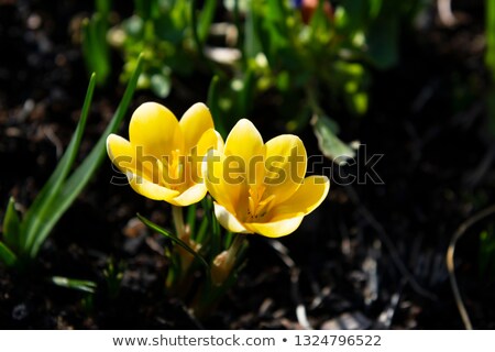 Stok fotoğraf: Two Small Yellow Crocuses Caught In Sunlight