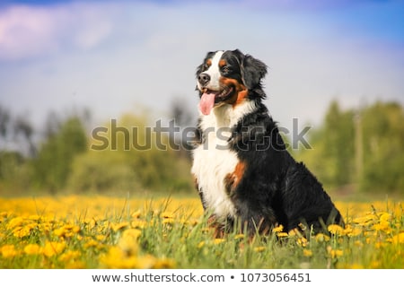 [[stock_photo]]: Bouvier Bernese Mountain Dog Portrait In Outdoors