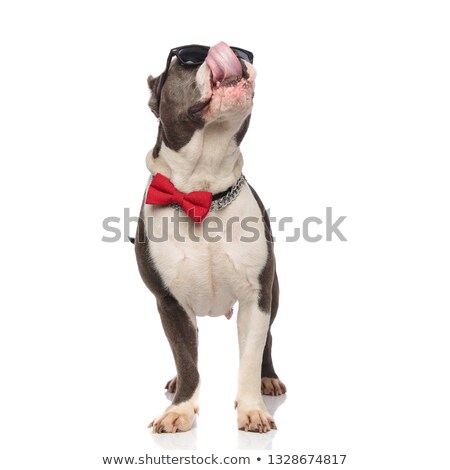 Foto d'archivio: Hungry American Bully Wearing Sunglasses And Bowtie Looks Up