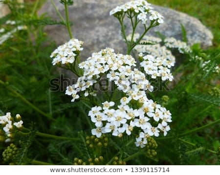 ストックフォト: Yarrow